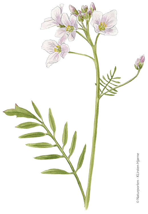 Engkarse © Naturporten - Kirsten Hjørne