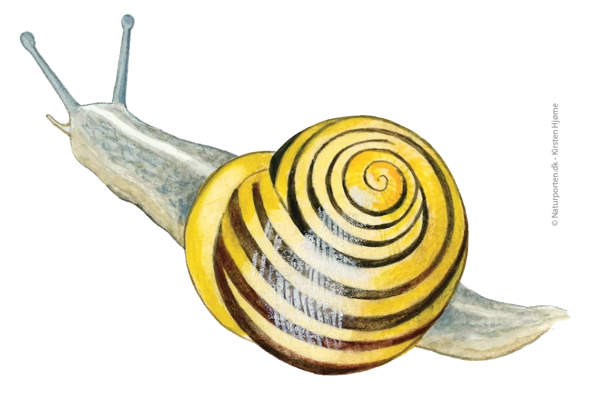 Havesnegl © Naturporten - Kirsten Hjørne