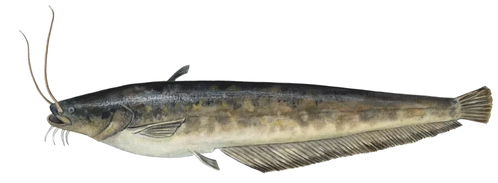 Malle © Kirsten Hjørne I Tekst © Jørgen Steen