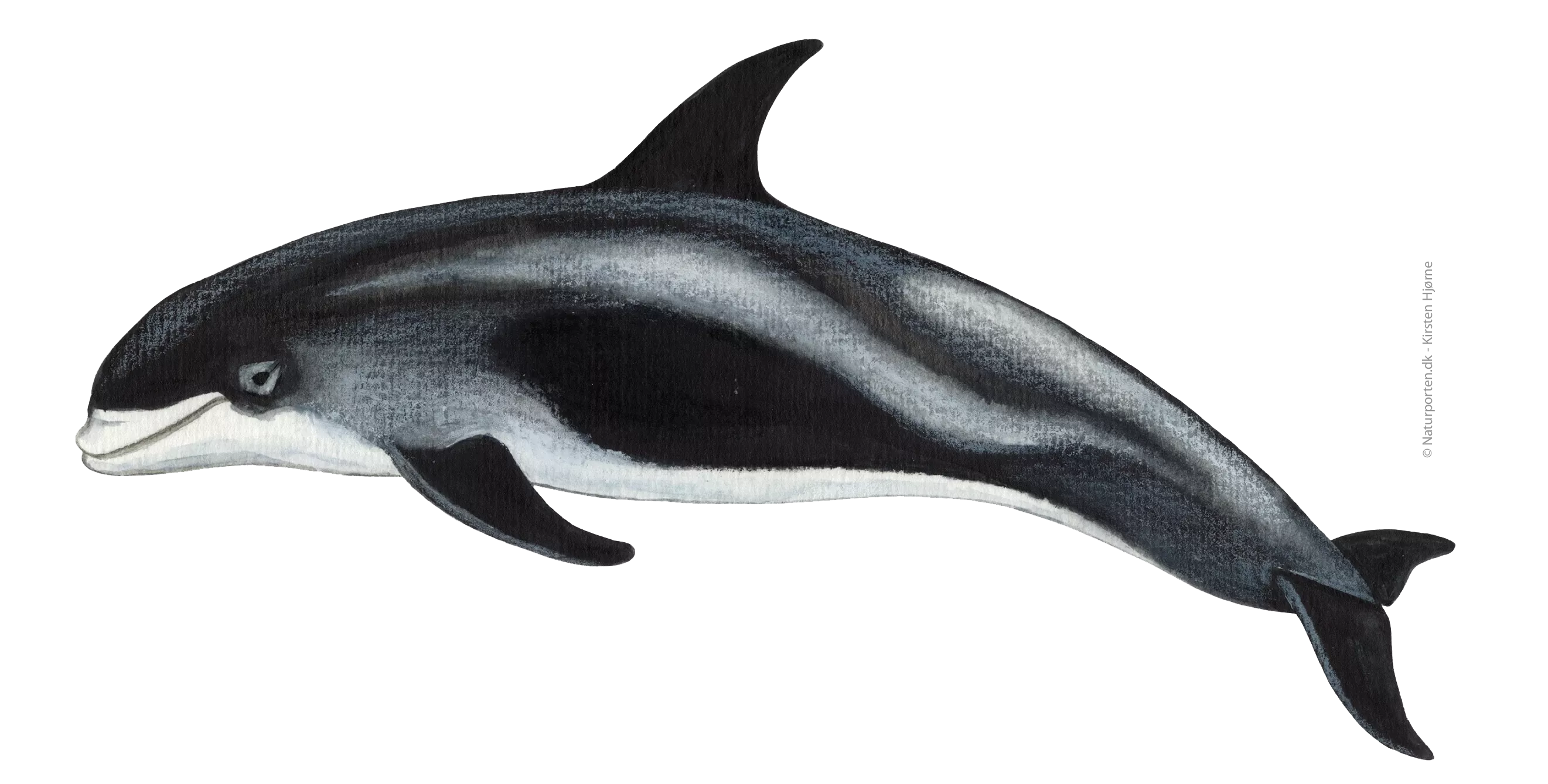 Hvidnaese © Naturporten - Kirsten Hjørne