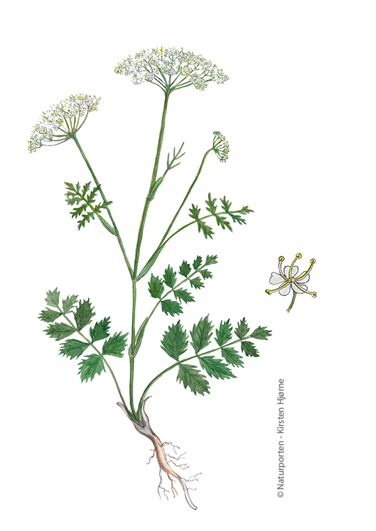 Almindelig pimpinelle © Naturporten - Kirsten Hjørne