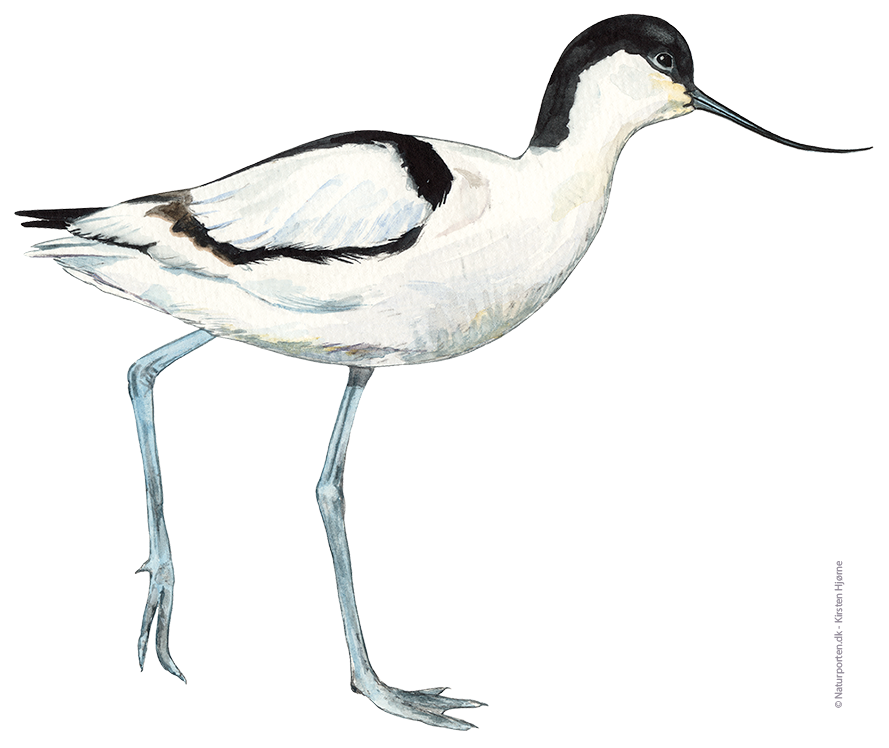 Klyde © Naturporten - Kirsten Hjørne