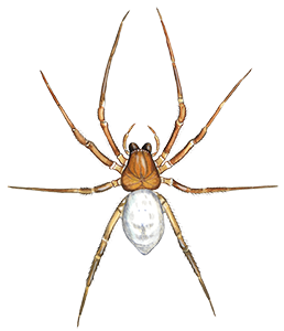 Vandedderkop  © Naturporten - Kirsten Hjørne