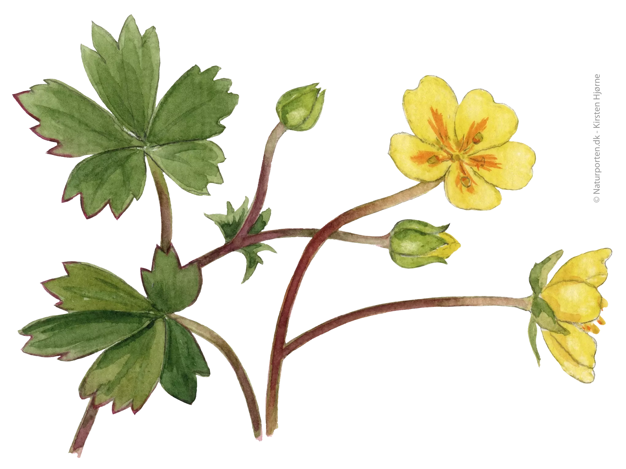 Guld-potentil © Naturporten - Kirsten Hjørne