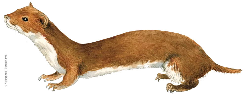 Brud © Kirsten Hjørne
