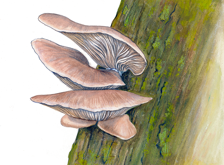 Almindelig Østershat © Naturporten - Kirsten Hjørne