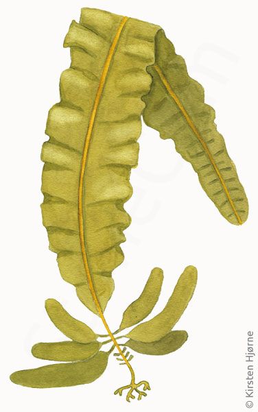 Vingetang © Naturporten - Kirsten Hjørne