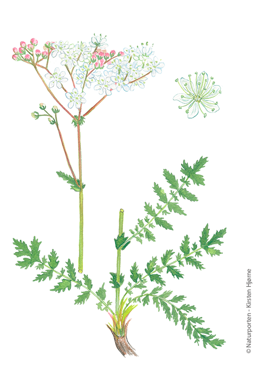 Knoldet mjødurt © Naturporten - Kirsten Hjørne