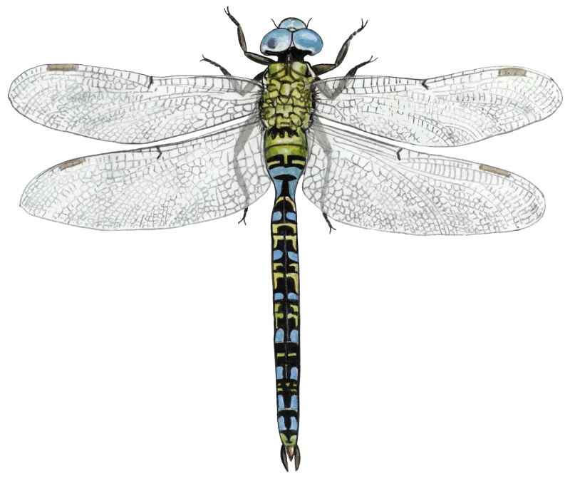 Grøn mosaikguldsmed © Kirsten Hjørne - Naturporten