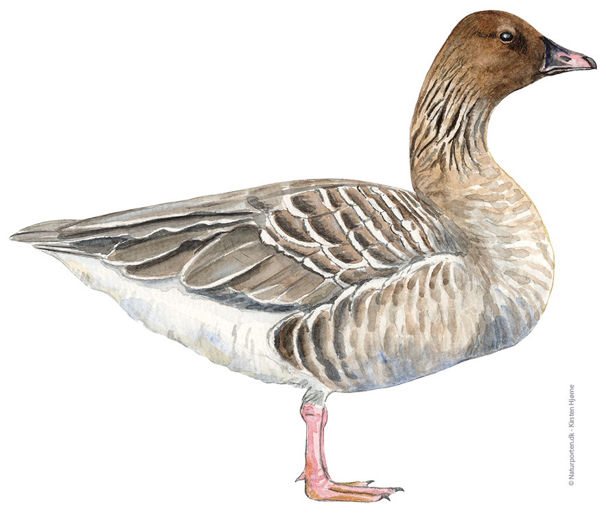 Kortnæbbet gås © Naturporten - Kirsten Hjørne
