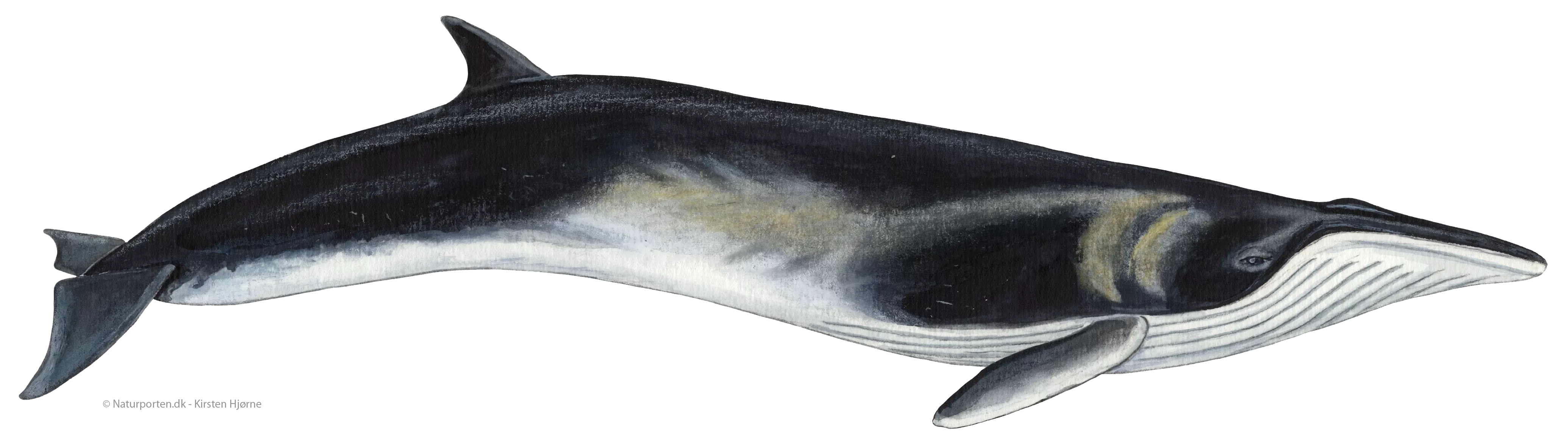 Finhval © Naturporten - Kirsten Hjørne