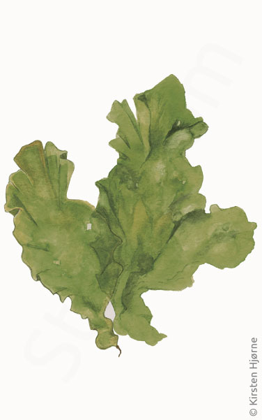 Mørk fjordsalat © Naturporten - Kirsten Hjørne