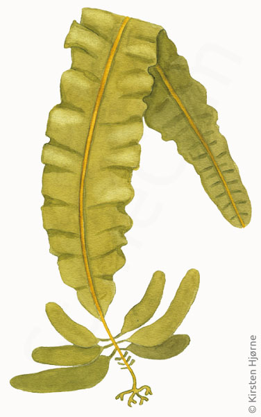 Vingetang © Naturporten - Kirsten Hjørne