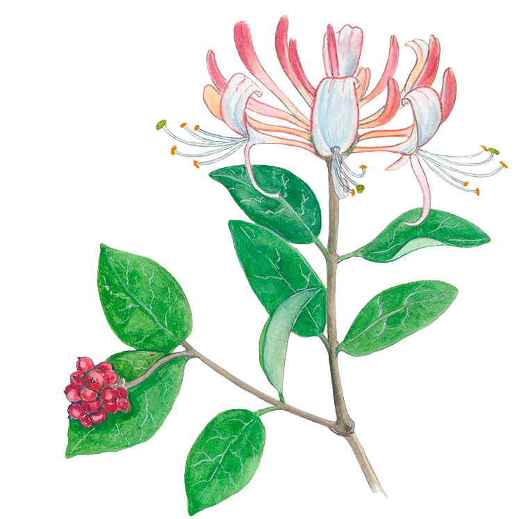 Almindelig gedeblad © Naturporten - Kirsten Hjørne