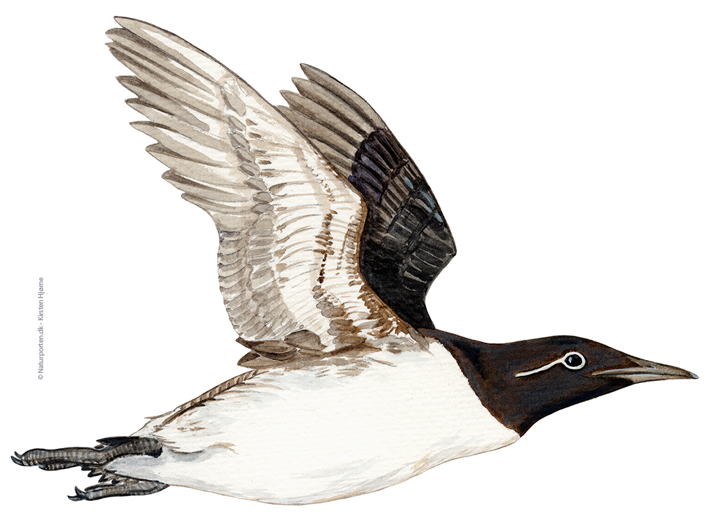 Lomvie © Naturporten - Kirsten Hjørne