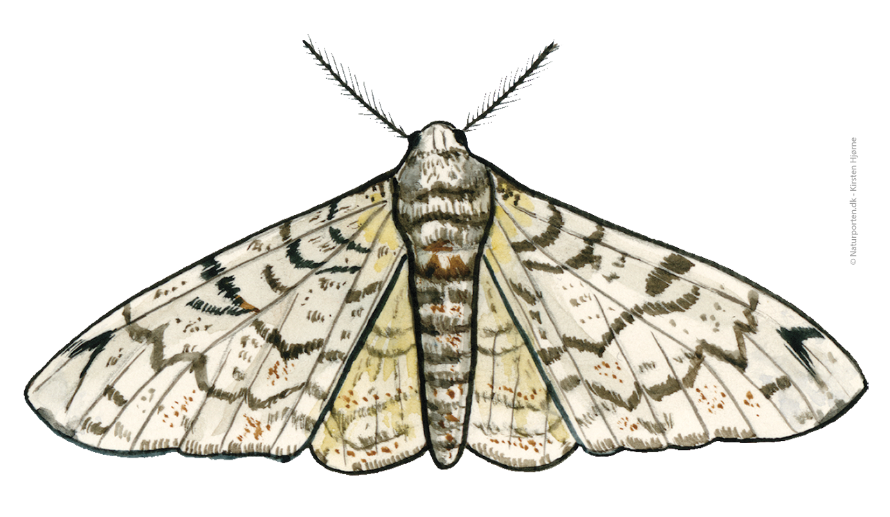 Birkemåler © Naturporten - Kirsten Hjørne