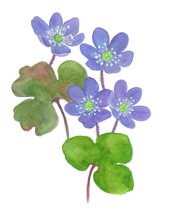 Blå anemone © Naturporten - Kirsten Hjørne