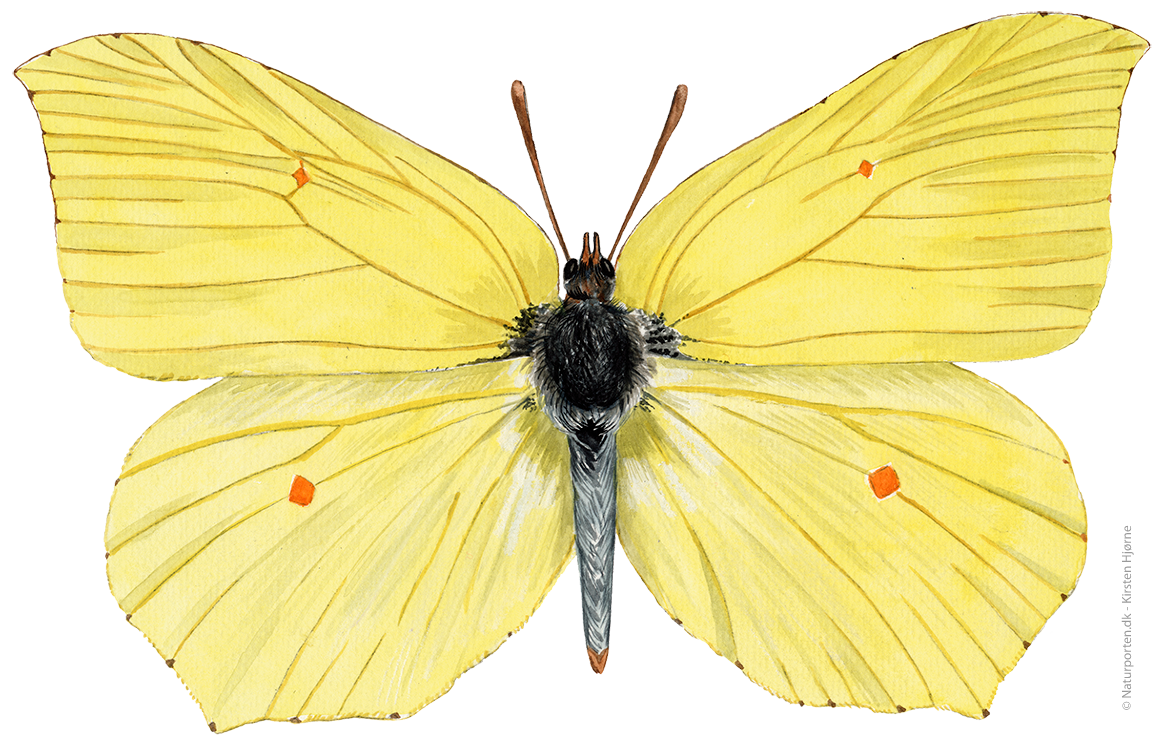 Citronsommerfugl © Naturporten - Kirsten Hjørne