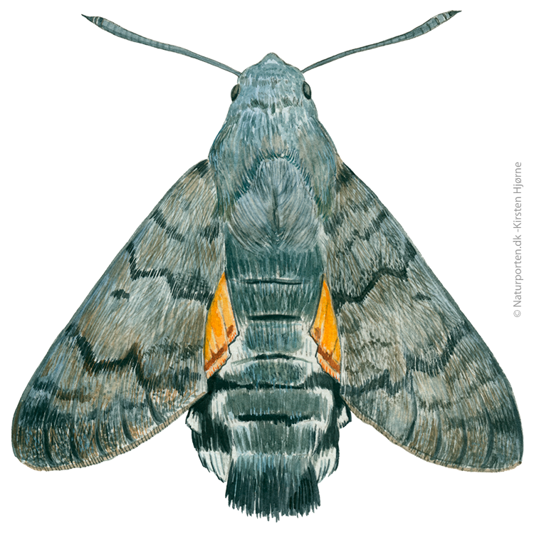 Duehale © Naturporten - Kirsten Hjørne