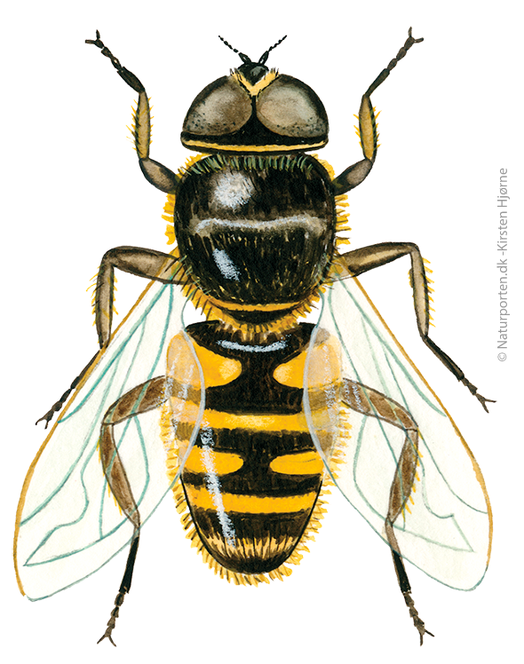 Dyndflue © Naturporten - Kirsten Hjørne