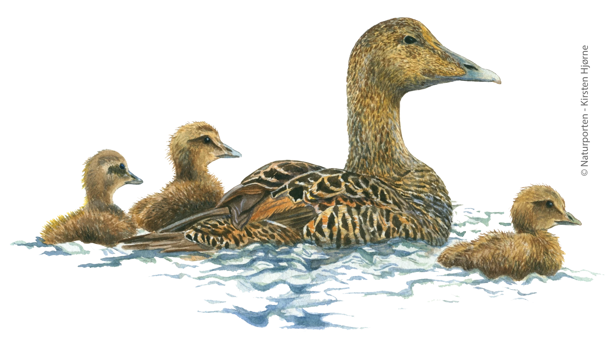 Ederfugl - hun © Naturporten - Kirsten Hjørne
