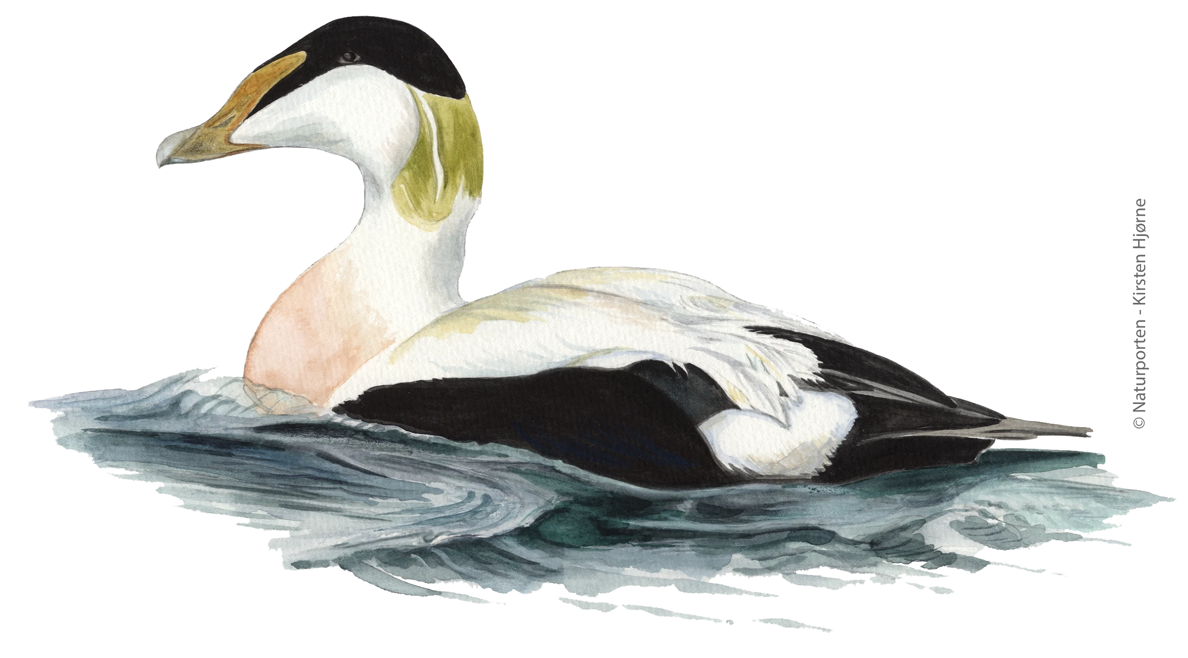 Ederfugl - han © Naturporten -Kirsten Hjørne