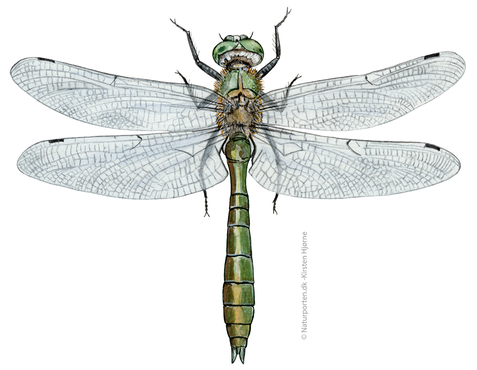 Grøn smaragdlibel  © Naturporten - Kirsten Hjørne