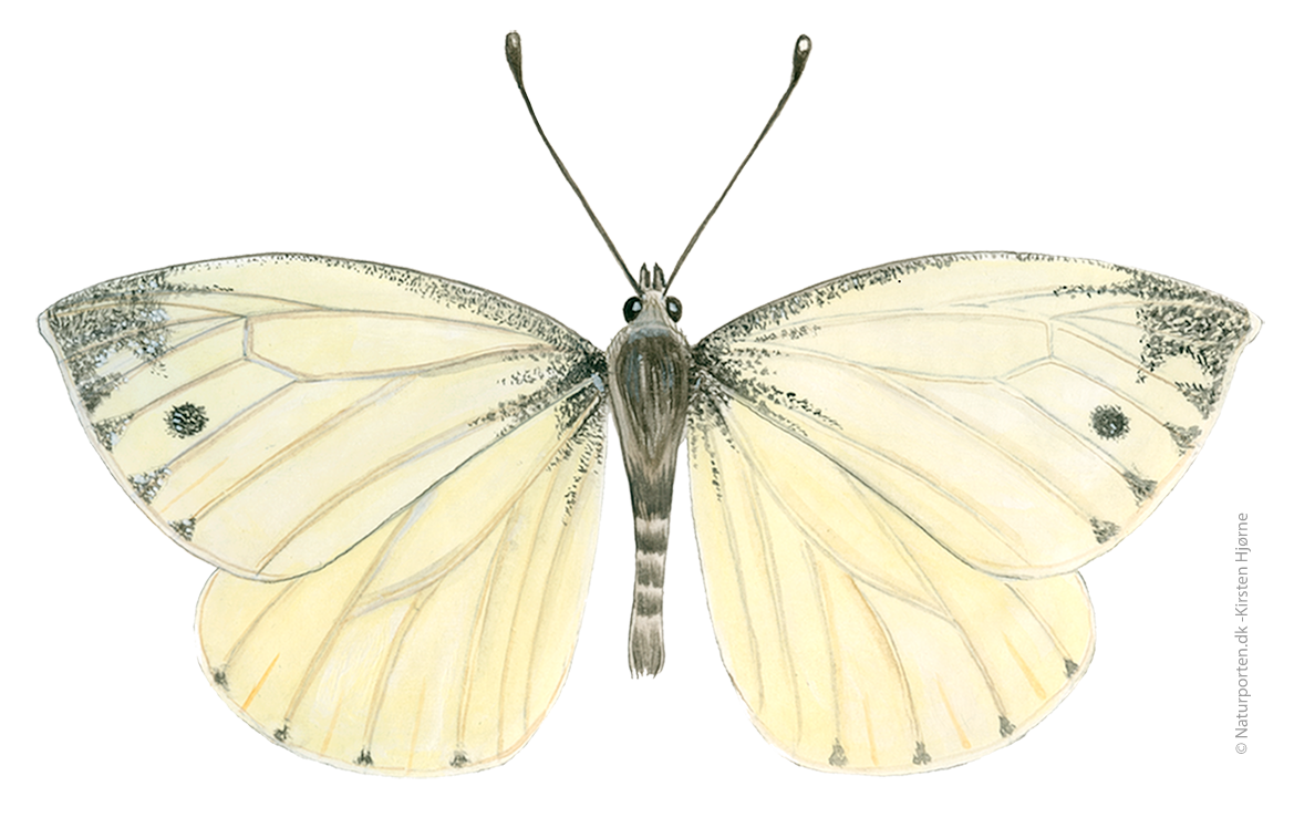 Grønåret kålsommerfugl  © Naturporten - Kirsten Hjørne