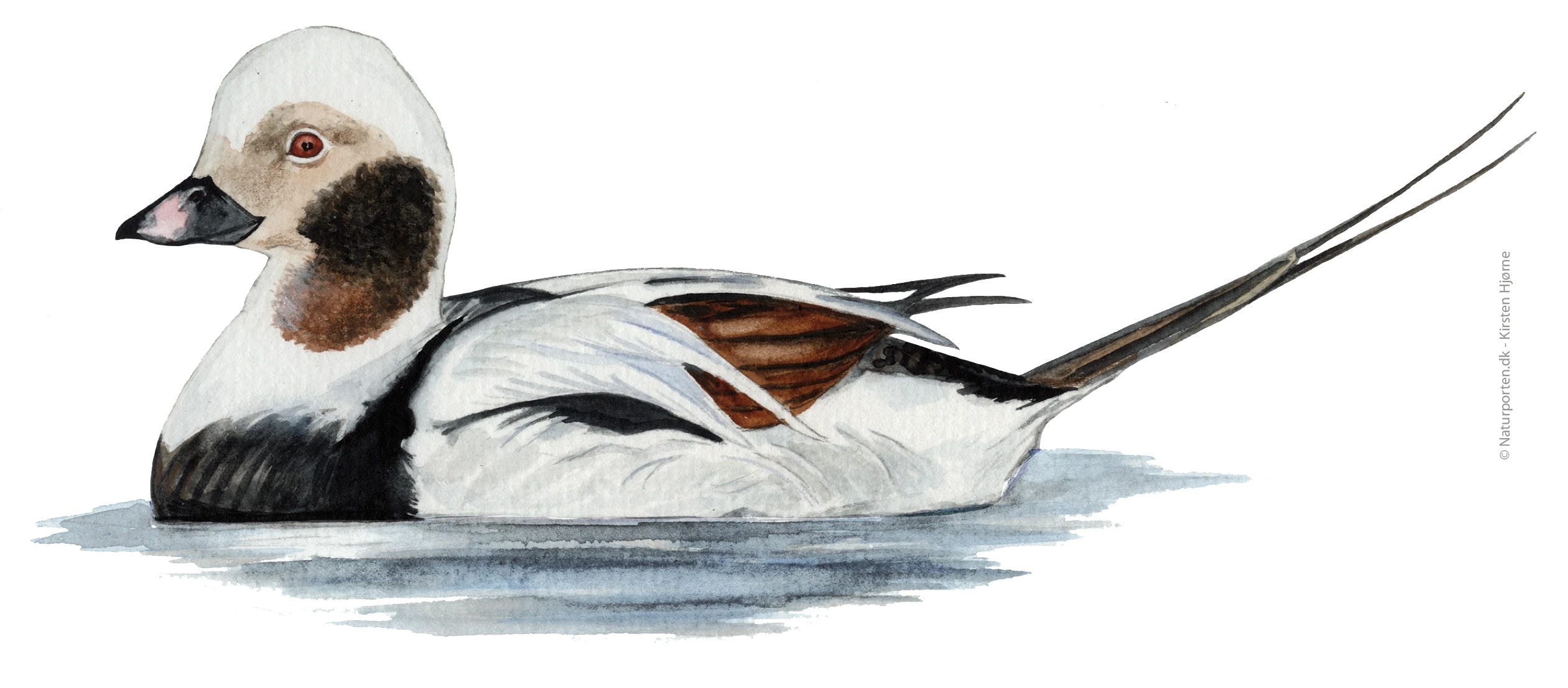 Havlit © Naturporten - Kirsten Hjørne