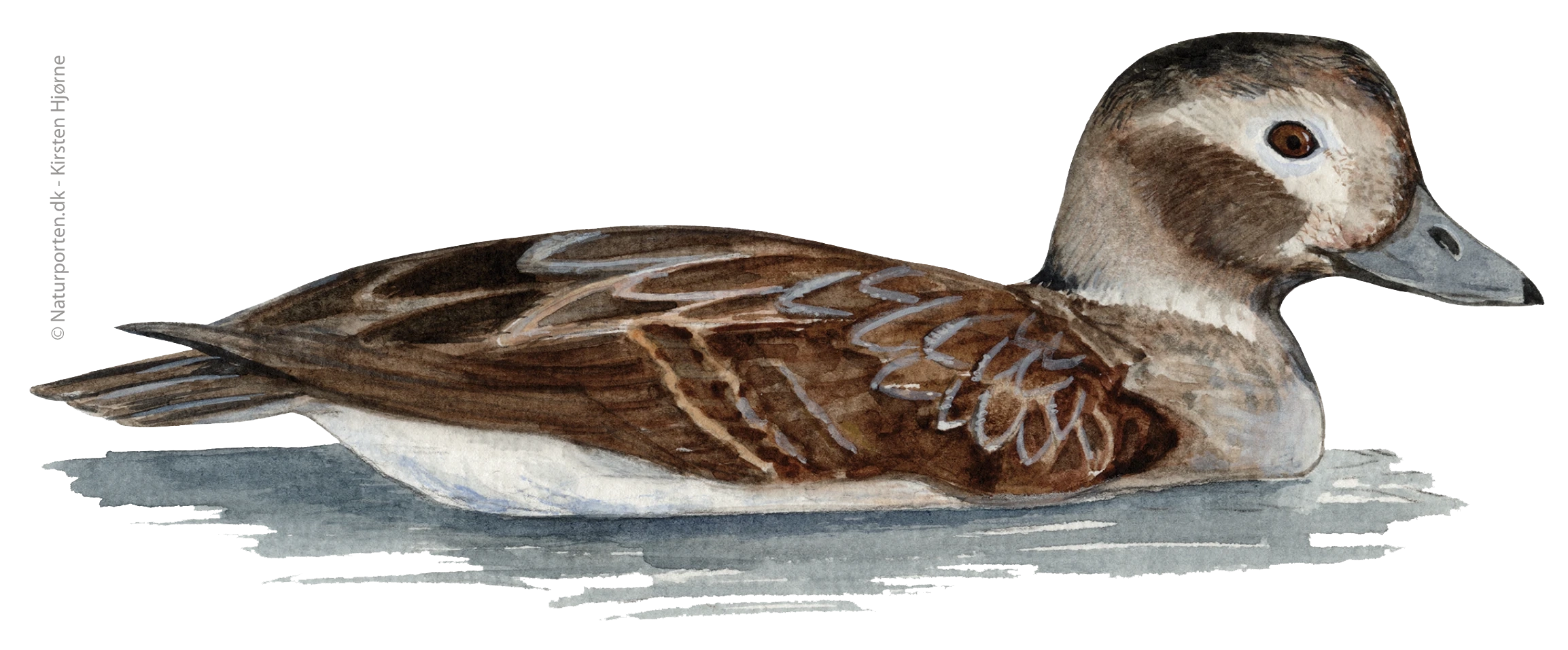 Havlit hun © Naturporten - Kirsten Hjørne