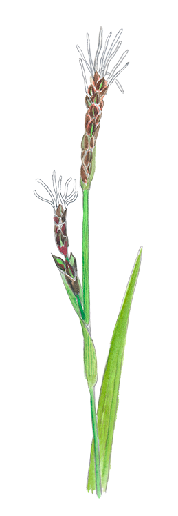 Hirse-star © Naturporten - Kirsten Hjørne