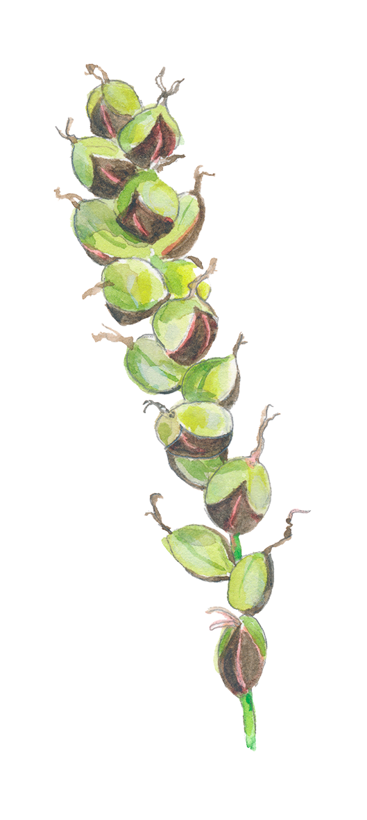 Hirse-star frugt © Naturporten - Kirsten Hjørne