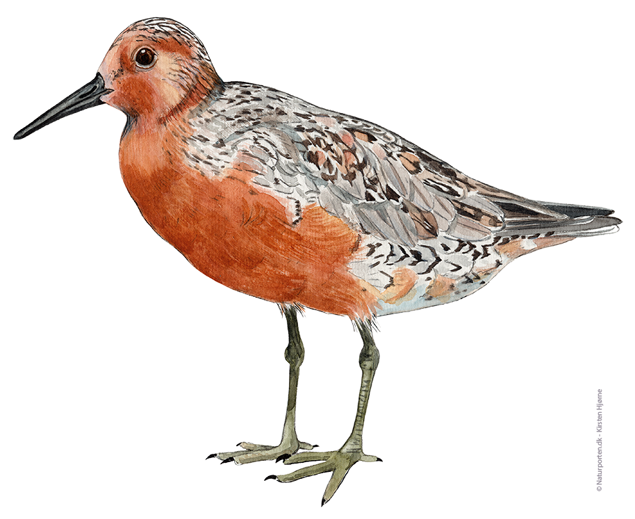 Islandsk ryle © Naturporten - Kirsten Hjørne 