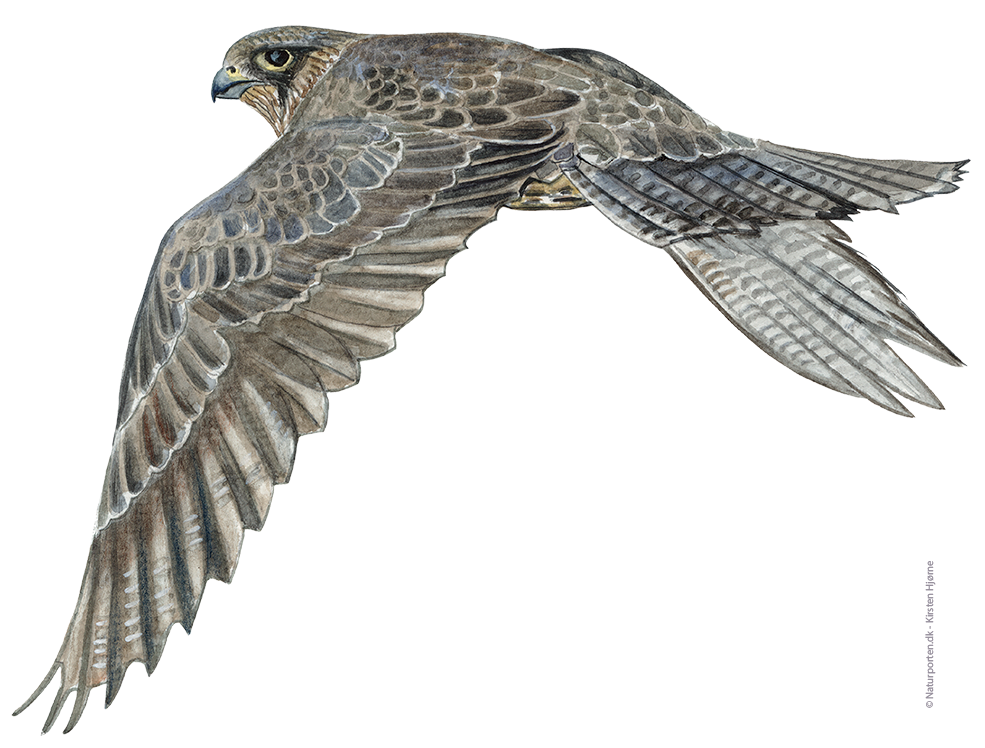Jagtfalk © Naturporten - Kirsten Hjørne