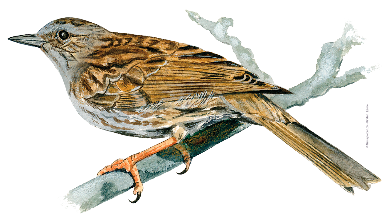 Jernspurv © Naturporten - Kirsten Hjørne 