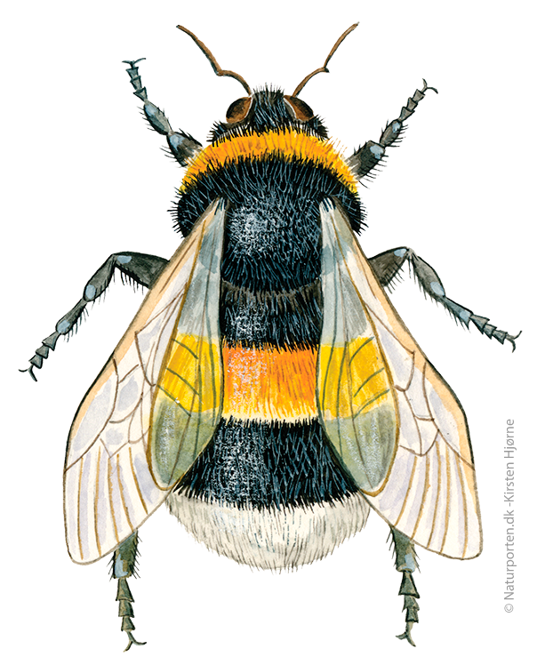 Jordhumle © Naturporten - Kirsten Hjørne