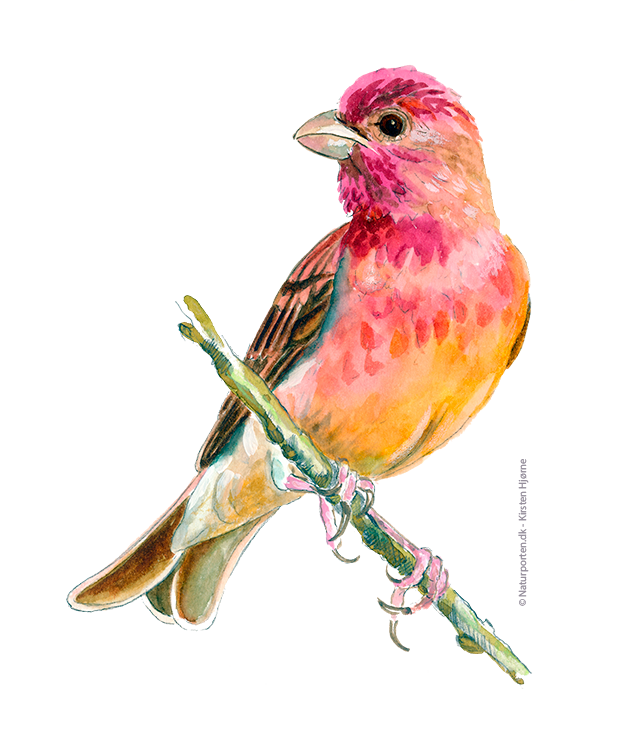 Karmindompap © Naturporten - Kirsten Hjørne