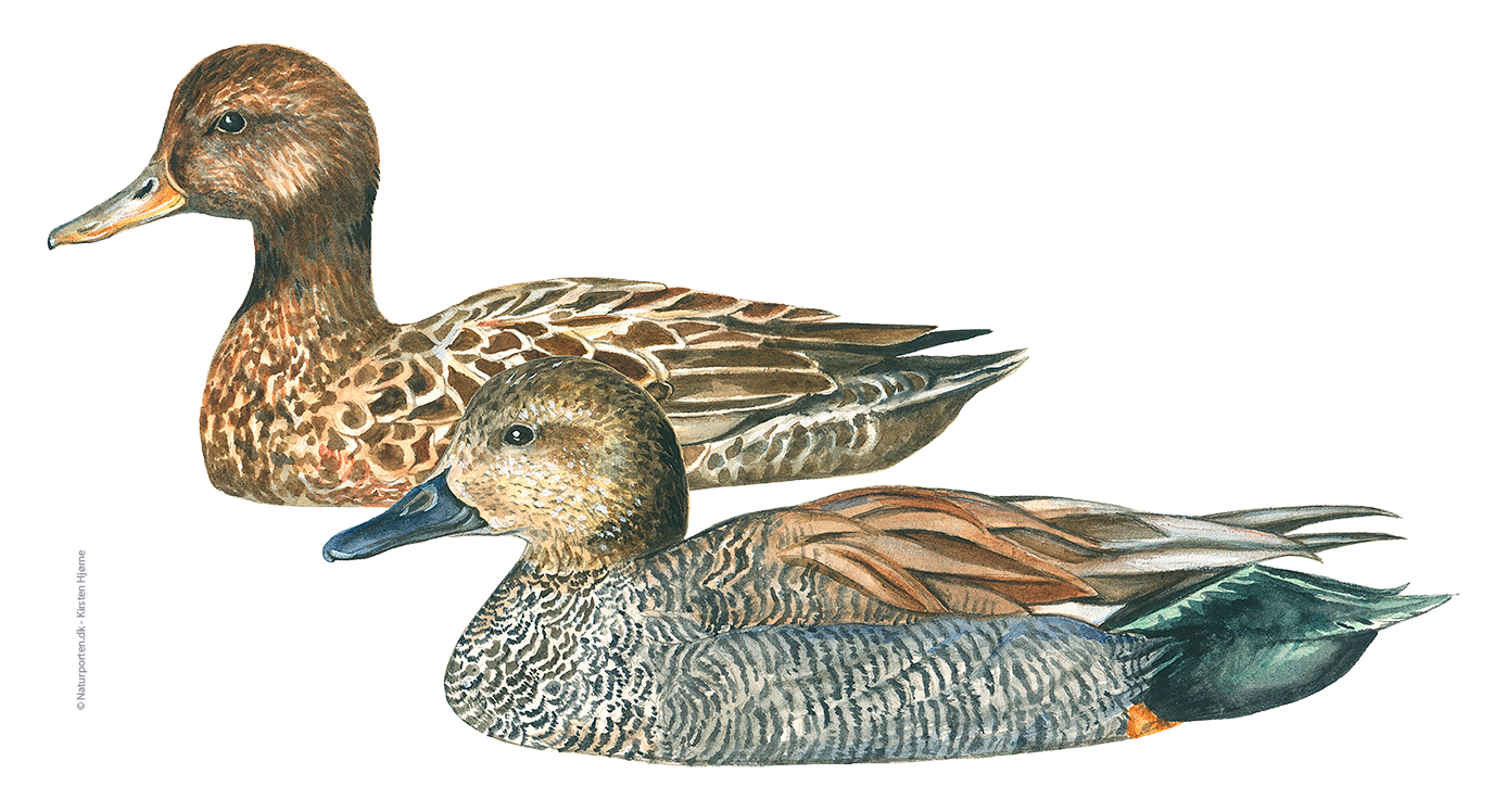 Knarand © Naturporten - Kirsten Hjørne