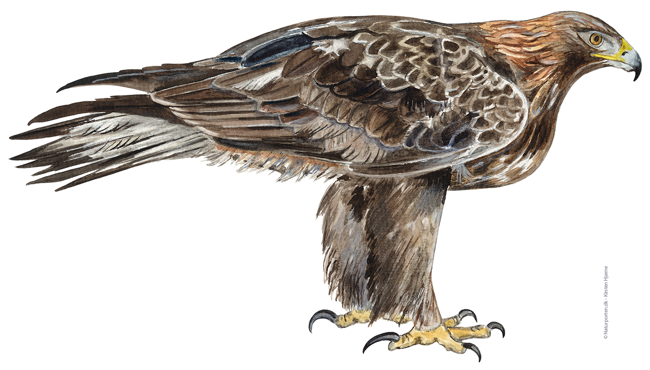 Kongeørn © Naturporten - Kirsten Hjørne