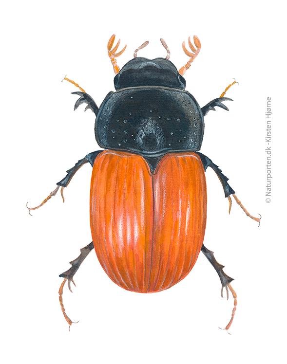 Lakrød møgbille © Naturporten - Kirsten Hjørne