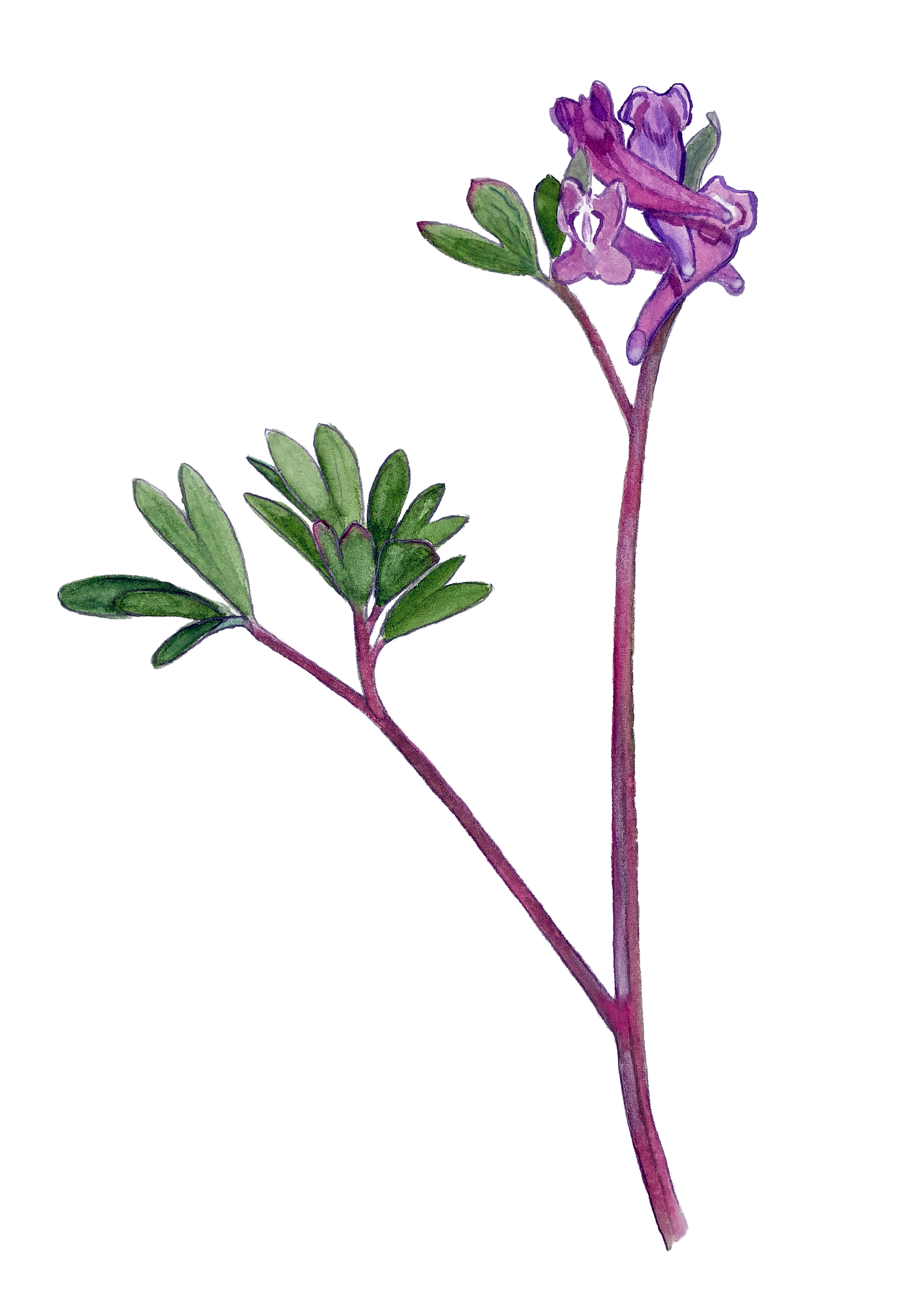 Liden lærkespore © Naturporten - Kirsten Hjørne