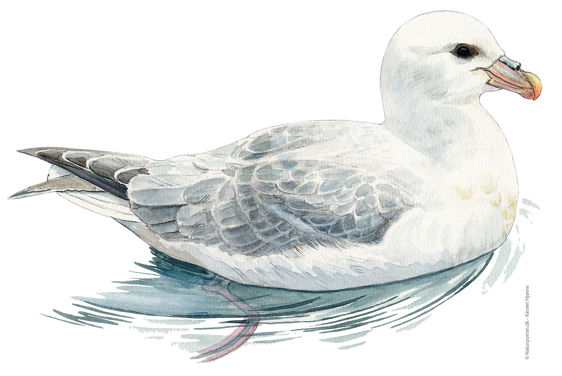 Mallemuk © Naturporten - Kirsten Hjørne