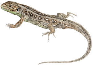 Markfirben © Kirsten Hjørne I Tekst © Jørgen Steen