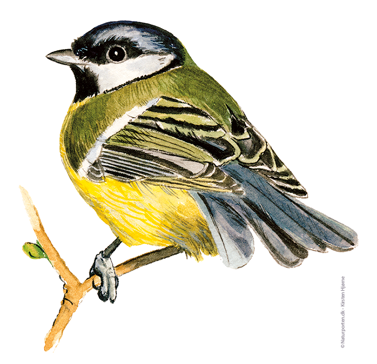 Musvit © Naturporten - Kirsten Hjørne