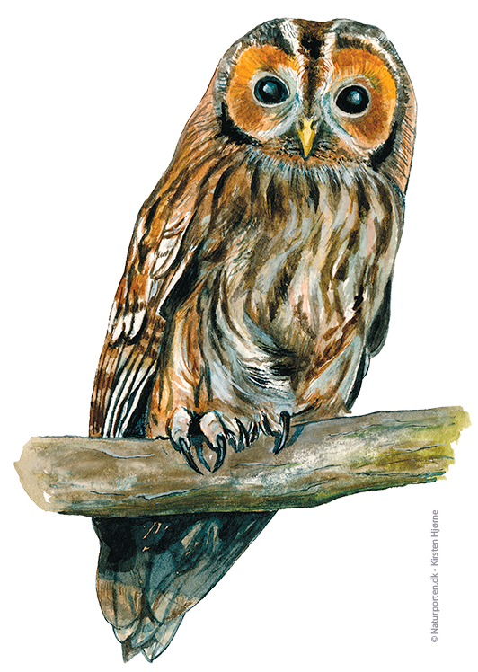 Natugle © Naturporten - Kirsten Hjørne