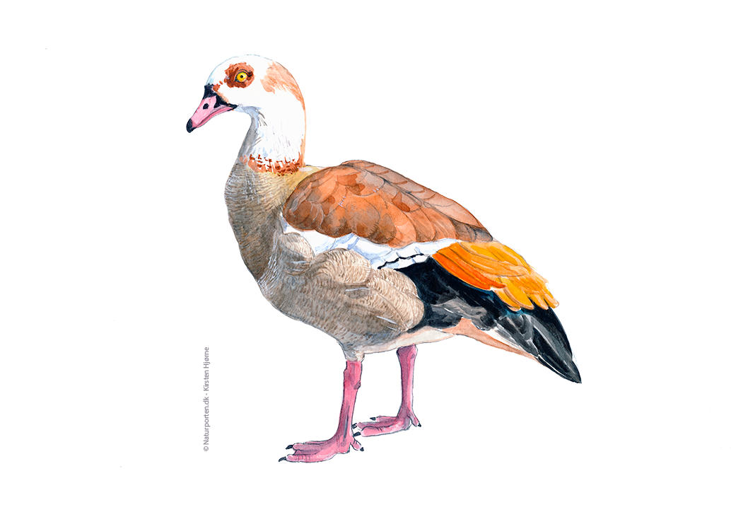 Nilgås © Naturporten - Kirsten Hjørne