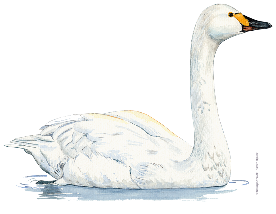 Pibesvane © Naturporten - Kirsten Hjørne