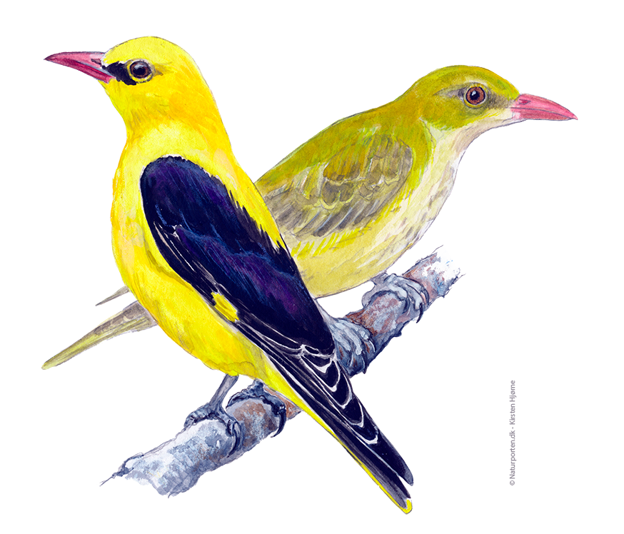 Pirol © Naturporten - Kirsten Hjørne