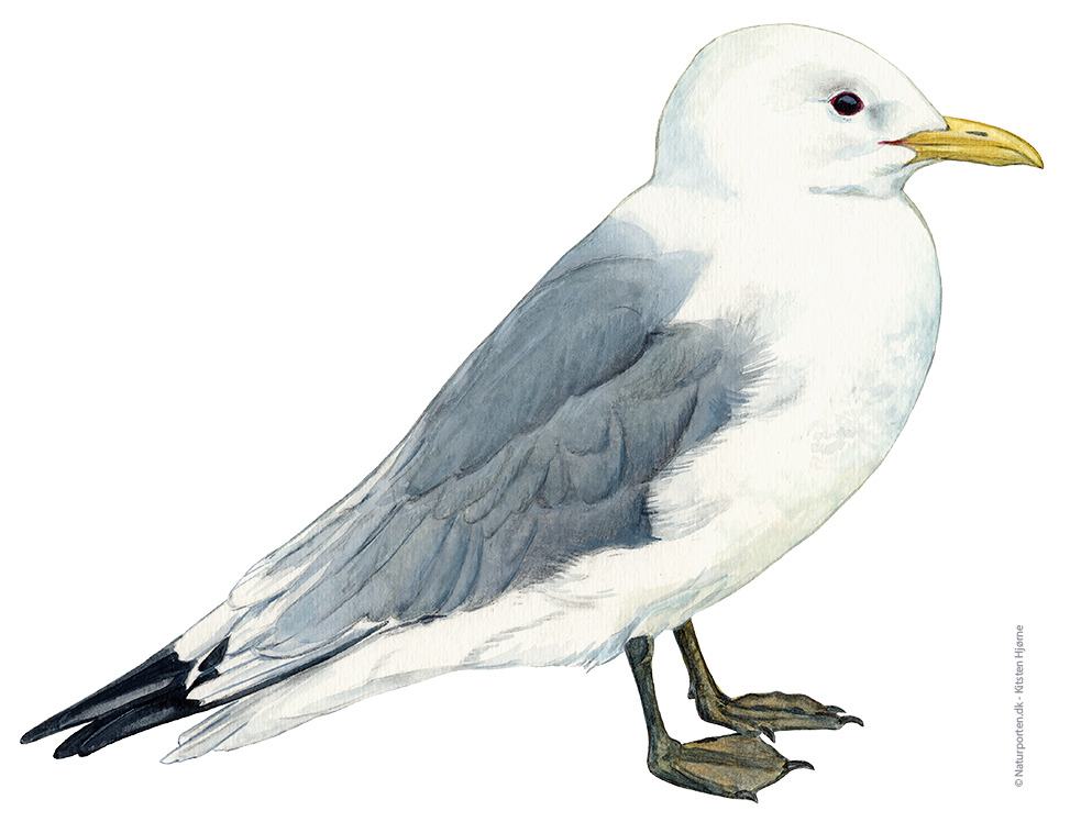 Ride © Naturporten - Kirsten Hjørne