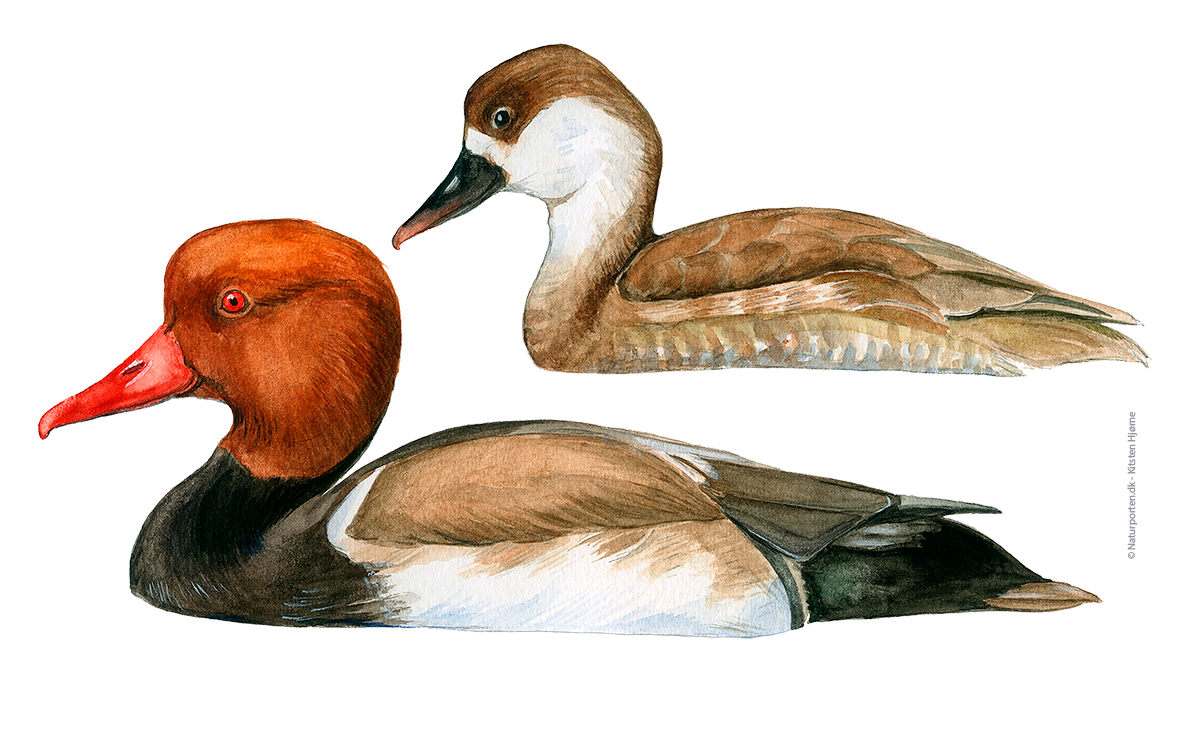 Rødhovedet and © Kirsten Hjørne